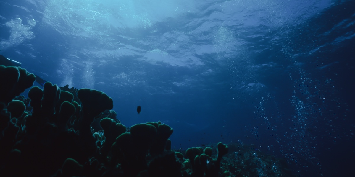 Sea Coral in Some NYC Knee Surgeries